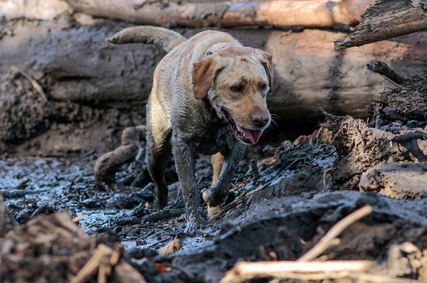A search and rescue dog is guided through properties. The number of missing has fluctuated as people were located, said the Santa Barbara Sheriff's Office. 