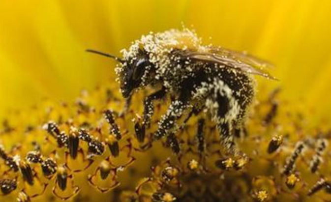 A bee collects pollen from a sunflower in Utrecht in this file photo from July 2010.