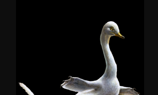 An artist's impression of Halszkaraptor escuilliei: a close relative of the velociraptor, it more closely resembles a duck.
