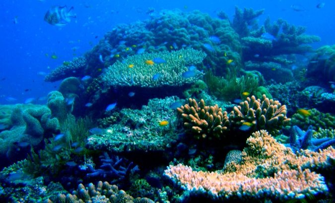 A coral reef off the coast of Australia.