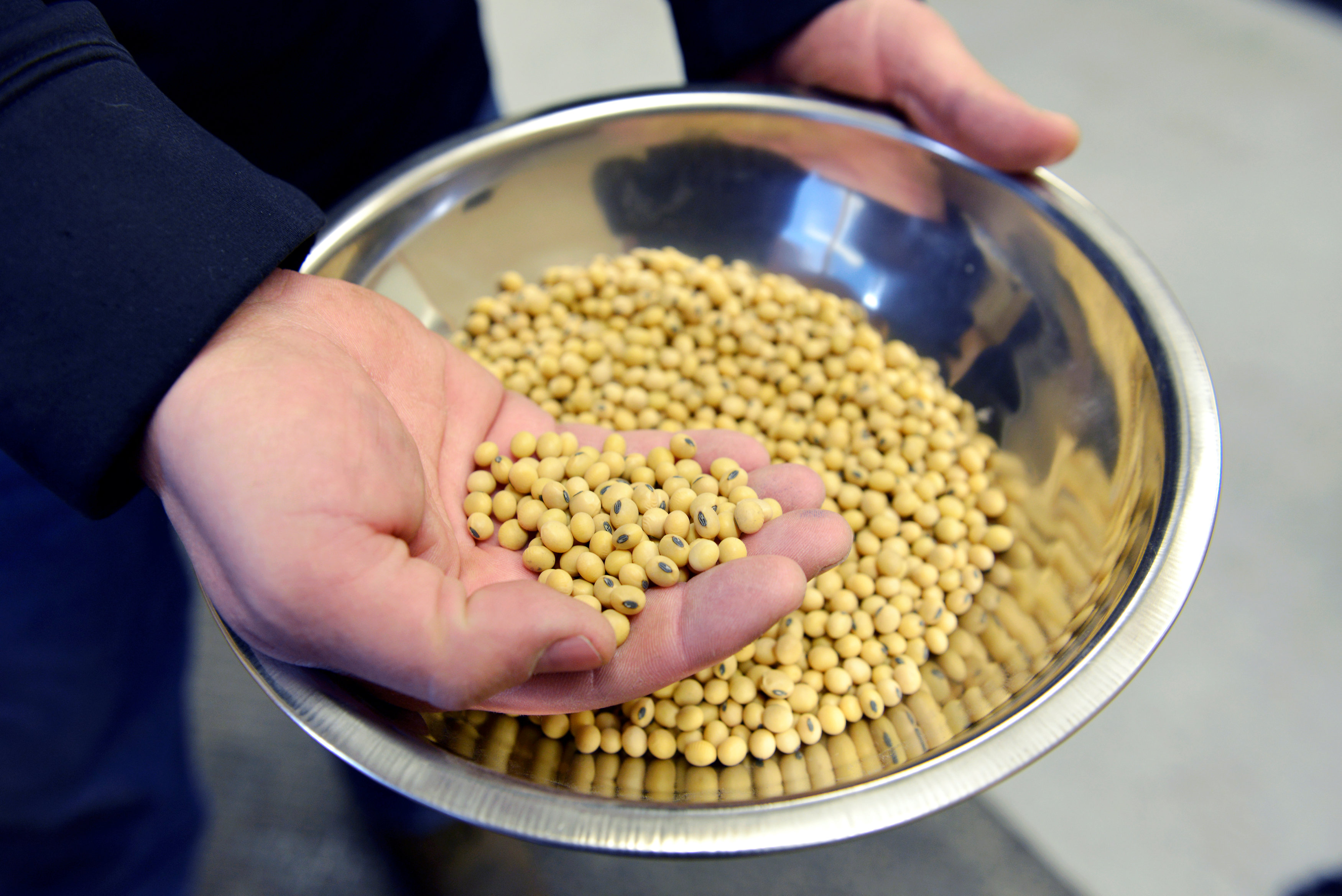 A sample of clean, processed soybeans at Peterson Farms Seed facility in Fargo, North Dakota, U.S., December 6, 2017. Photo taken December 6, 2017.