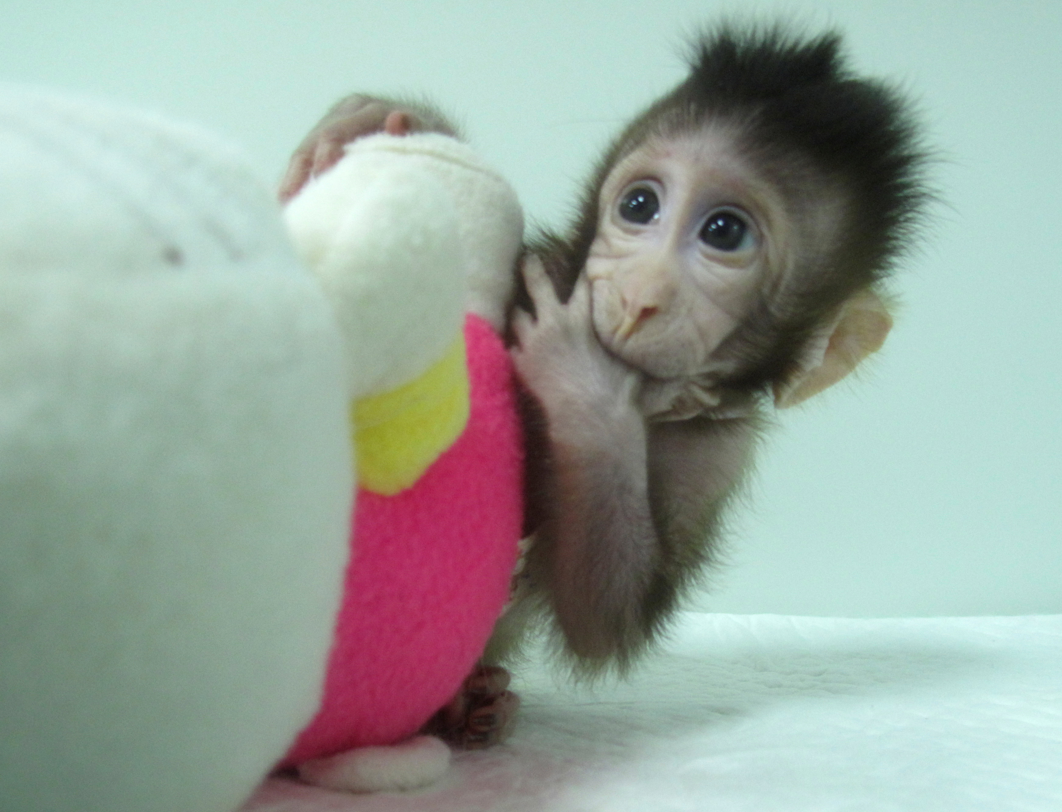 Zhong Zhong, a cloned long tailed macaque monkey is seen at the Non-Primate facility at the Chinese Academy of Sciences in Shanghai, China January 10, 2018.