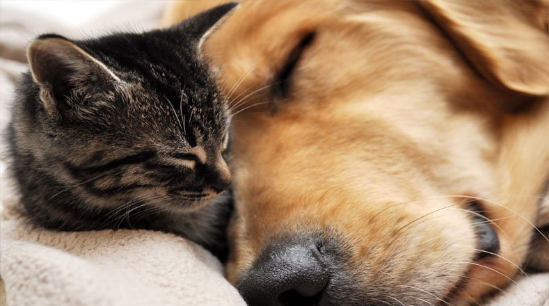 Los gatos sueñan menos que los perros por su sentido de alerta.