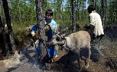 En el 2017 la aldea de los ewenki llegó a tener 800 renos debido a la reproducción de la especie.