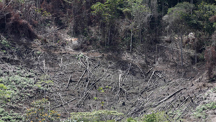 La deforestación se debe a la expansión de la ganadería y proyectos gubernamentales que atentan contra la tierra.