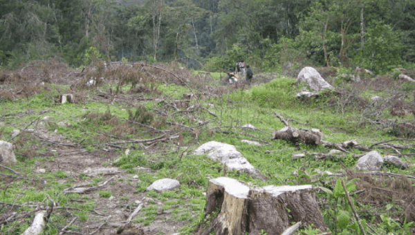 Deforestation in Colombia increases at an alarming rate.