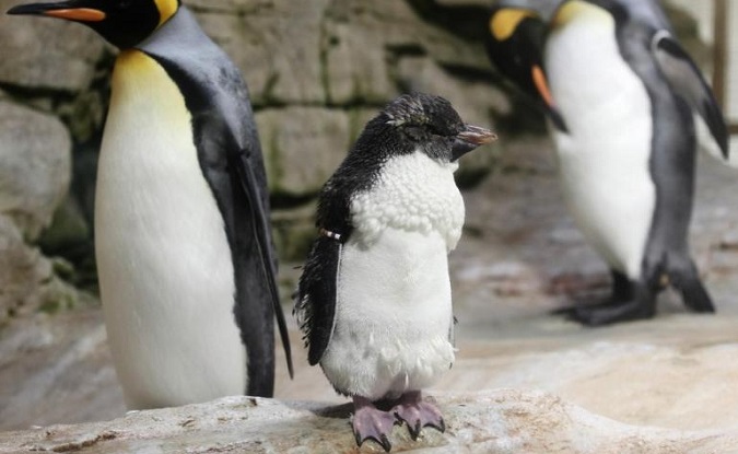 A king penguin, aged 11 months, is about to develop its adult plumage at Schoenbrunn Zoo in Vienna June 30, 2014.