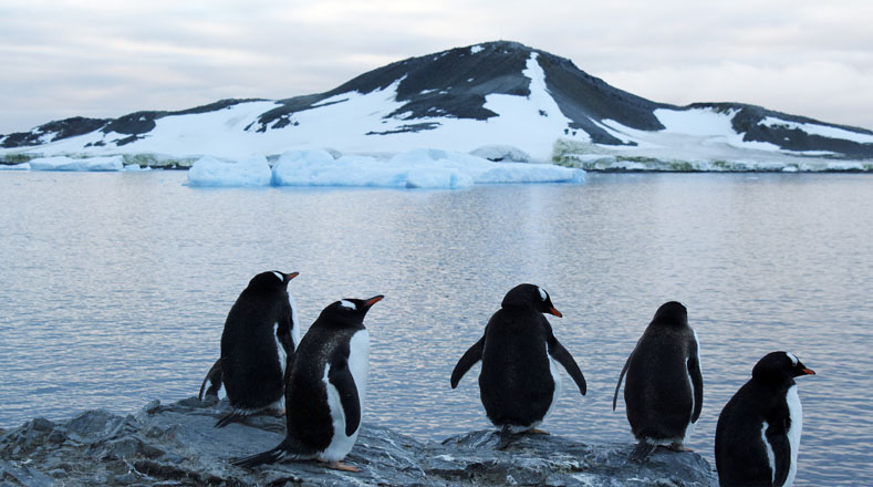 Estos pingüinos estan ubicados en uno de los nueve islotes que se encuentran en el archipiélago del mar de Weddell, al este de la Península Antártica.