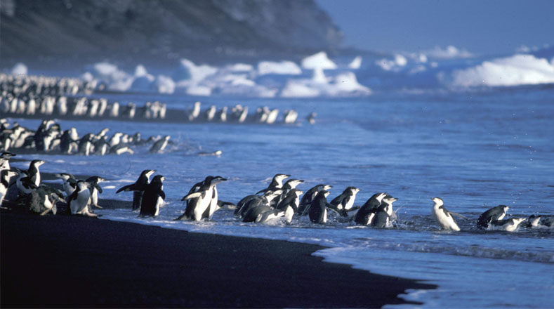 Las imágenes tomadas por el satélite fue gracias al programa Landsat de observación de la Tierra de la NASA, que revelaron también, la existencia de otra cantidad de pingüinos pero en otras islas.