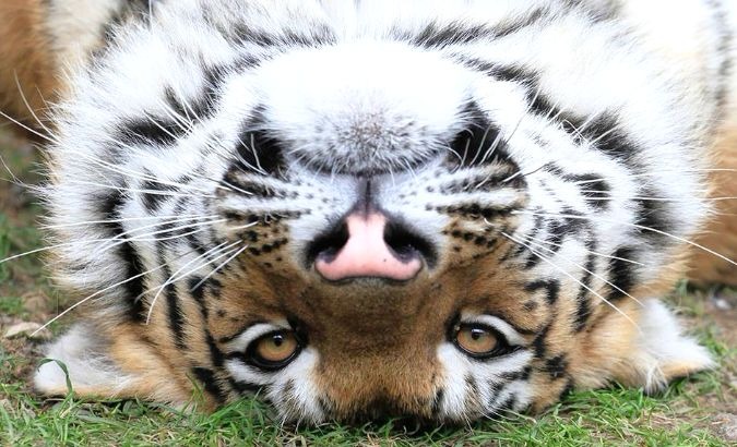 The WWF reported that there are about 3,900 tigers left in the wild.