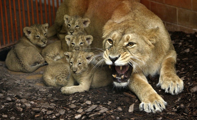 An unofficial count saw a steady rise in the number of lions in the region.