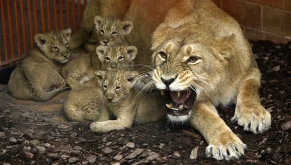 An unofficial count saw a steady rise in the number of lions in the region. 