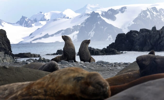 Sea lions in Chile's coasts.