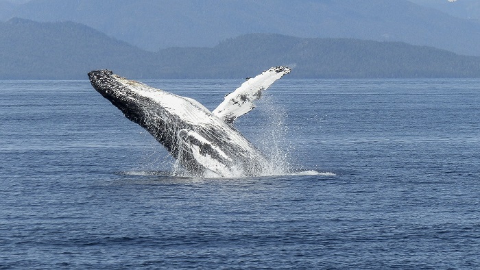 Las ballenas francas pigmeas son una especie de cetáceo que actualmente están en peligro de extinción.