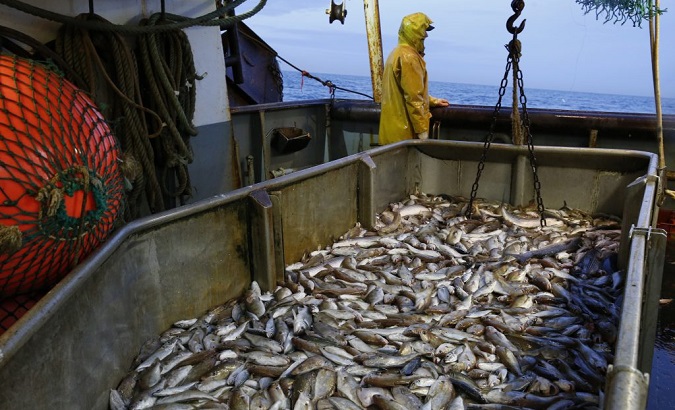 The decline in fish catches is influenced by many factors, from climate change to overfishing and boat activity.