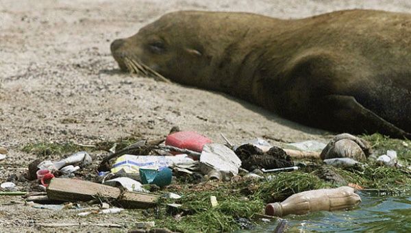 Plastic pollution washed onshore Galapagos Island.