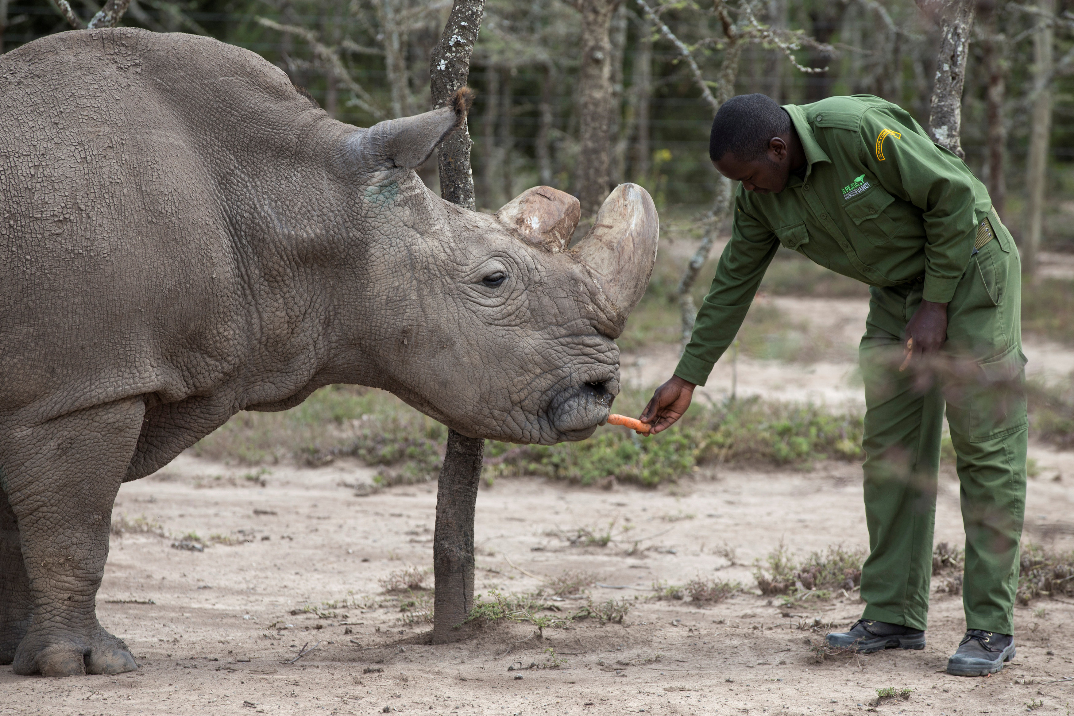 Sudan, the last surviving male northern white rhino, is fed by a warden at the Ol Pejeta Conservancy in Laikipia national park, Kenya May 3, 2017.