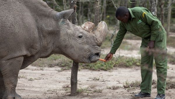 Sudan, the last surviving male northern white rhino, is fed by a warden at the Ol Pejeta Conservancy in Laikipia national park, Kenya May 3, 2017.