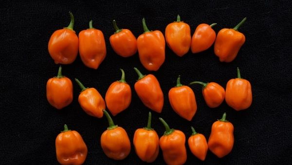 Mexican firm Amar Hidroponia introduced the cryptocurrency to make it easier for people to invest in their next batch of habanero chilis.