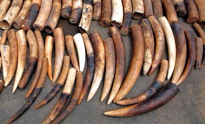 The journalist reportedly recorded suspected poachers detailing that Mugabe smuggled ivory using her diplomatic waiver.