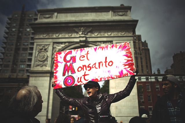 A protester holds a placard during one of the demonstrations against agro-chemical giant, Monsanto.
