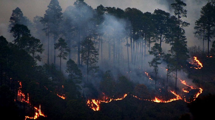 En lo que va de año unas 40.000 hectáreas de pino se han quemado en incendios forestales en Honduras.