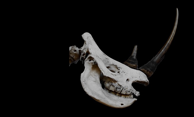 White rhinoceros skull.