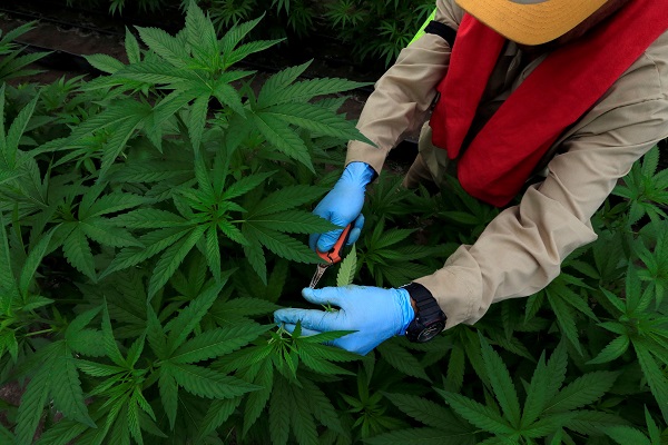 Farmers who want to be part of Colombia's medical marijuana project are required to destroy their illegal crops.