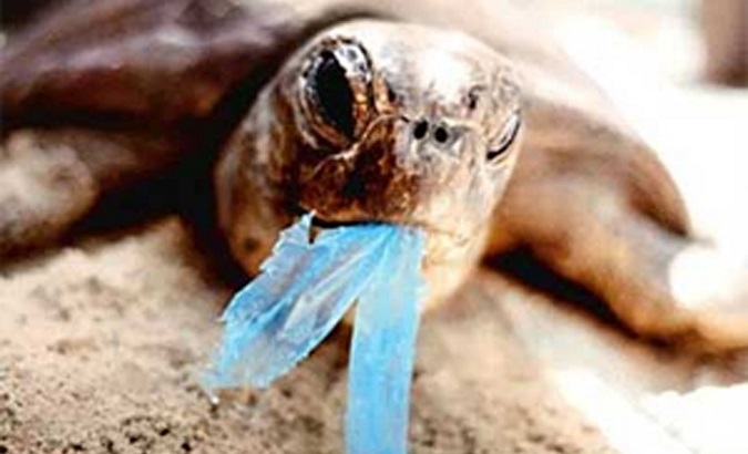 “Where do the plastic bags go?...90 percent of seabirds have plastic in their stomachs,” Piñera said.