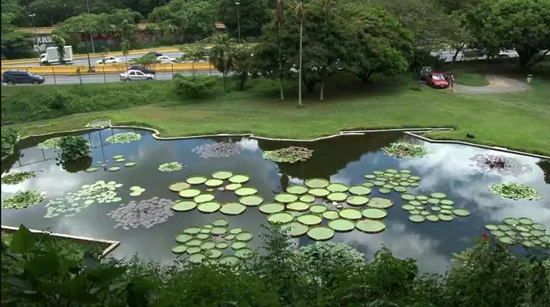 El principal Jardín Botánico de Caracas forma parte de la Fundación Instituto Botánico de Venezuela “Dr. Tobías Lasser”, el cual es un centro de investigación botánica; en ella se encuentra el Herbario Nacional de Venezuela, que posee la mayor colección de referencia de la flora venezolana y de otros países con aproximadamente 400 mil especímenes.