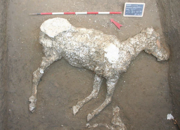 The plaster cast of a military horse whose remains were discovered just outside the ancient walls of Pompeii in Italy.