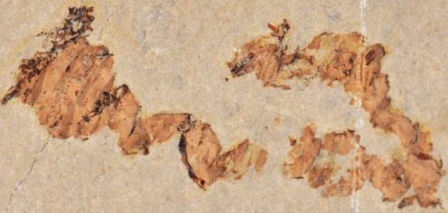 Coprolites – or fossilized feces – found by scientists in Las Hoyas near Cuenca, Spain.
