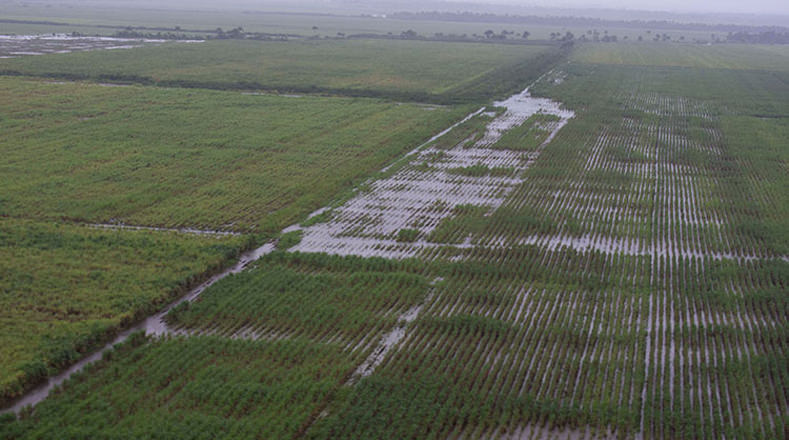 Las plantaciones cañeras y de arroz resultaron fuertemente afectadas, en este caso se activaron brigadas de trabajo para realizar las labores de drenaje.
