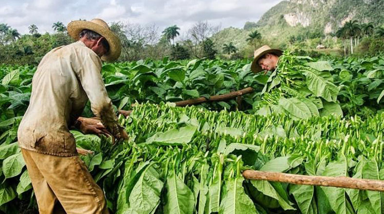 A pesar de las malas noticias, la producción tabacalera de la isla, la cual es producto de exportación, no resultó afectad.