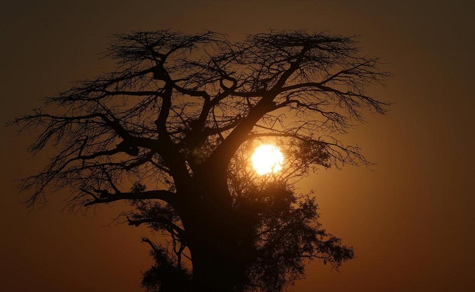 The sun rises behind a Baobab tree in the Okavango Delta, Botswana