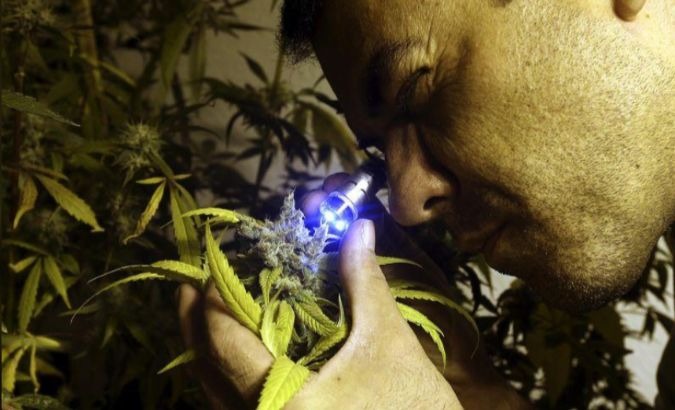 A marijuana cultivator inspects a flowering plant in Montevido, Uruguay.