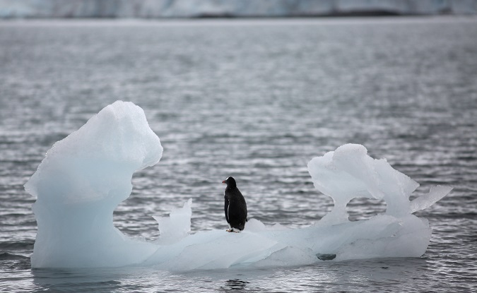 A penguin stands on an iceberg in Yankee Harbour, Antarctica