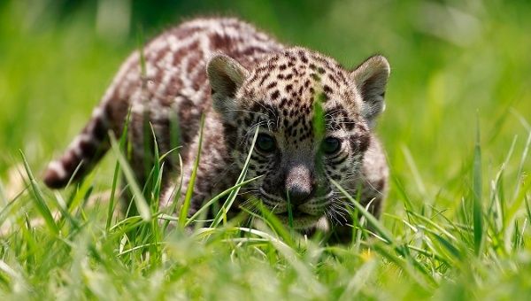 Declared 'almost threatened' by the International Union for the Conservation of Nature, there are roughly 64,000 jaguars still in the wild.