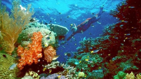 The UN body added the reef which Charles Darwin described as 