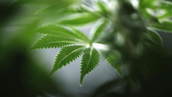 Several Latin American countries have already approved the sale of medical marijuana, including Uruguay and Chile.