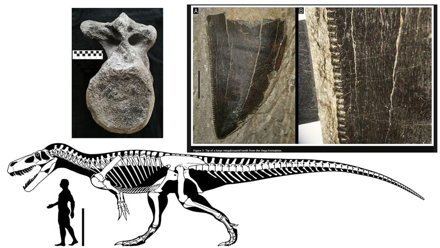 Estas muestras son exhibidas en las vitrinas del museo para confirmar que los dinosaurios si habitaron en Asturias.
