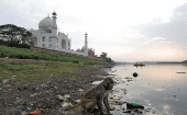 FILE PHOTO: A monkey looks for eatables on the polluted banks of the Yamuna river next to the historic Taj Mahal in Agra, India, May 19, 2018. Picture taken May 19, 2018. 