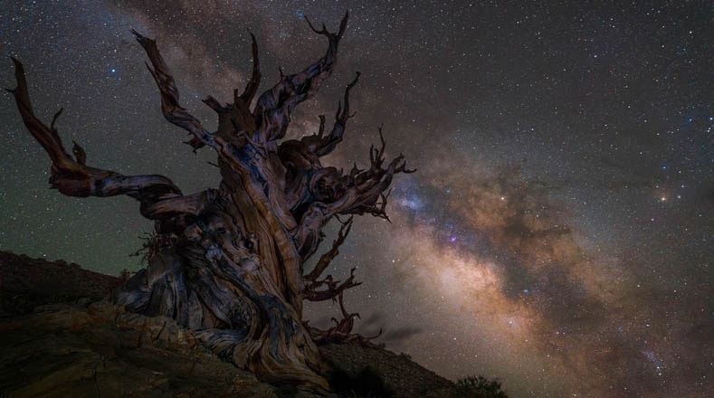 Para Jez Hughes la imagen "Protegiendo a la galaxia" "muestra la Vía Láctea elevándose sobre algunos de los árboles más antiguos de la Tierra en el Bosque de pinos de Bristlecone, ubicado en las Montañas Blancas de California". 