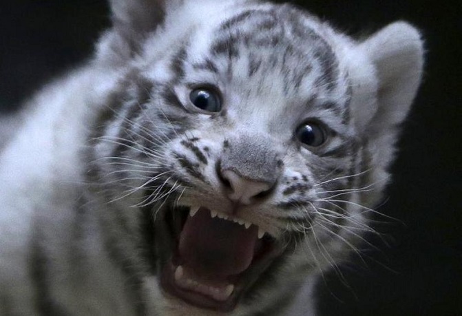 A newly born white tiger cub bares its fangs.