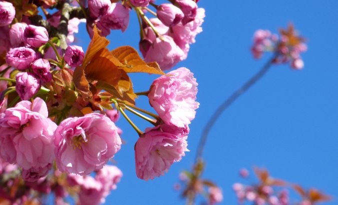 A close-up of the cherry tree's blooming flowers.