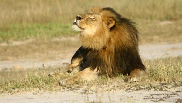 Cecil the lion is seen at Hwange National Parks in Zimbabwe.