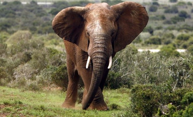 Scientists played on the elephant's fear of bees to develope a safe, affordable repellent for African farmers.