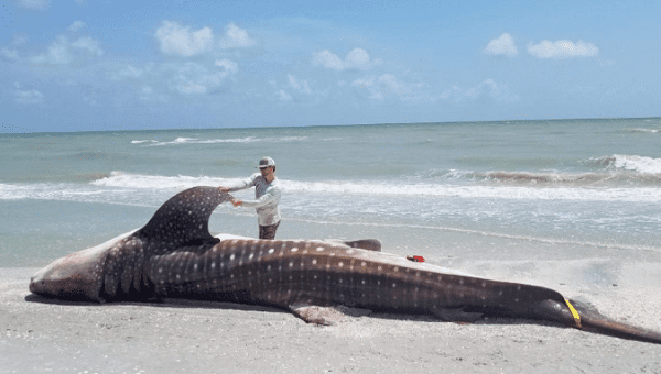 A dead whale shark is examined after being washed up along the shore of Sanibel Island, Florida, U.S., in this photo taken July 22, 2018.