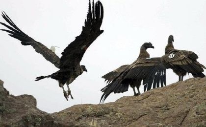 With a three-meter wingspan and weighing 15 kg, the Vulture Gryphus can fly as high as 5,000 meters.