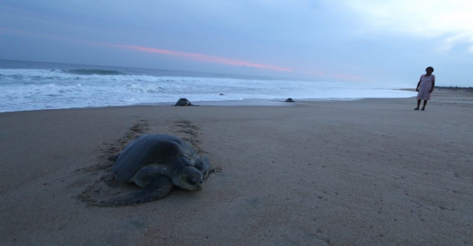 En México el tráfico de tortugas marinas es penalizado con nueve años de cárcel.